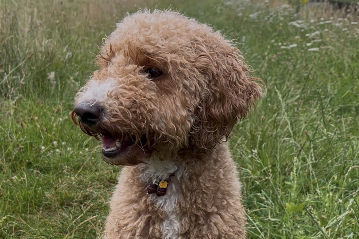 Onze hond Bo - praktijk byEls