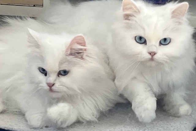 Onze katten Cat en Kitty - praktijk byEls